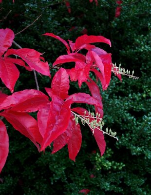 Sourwood - image 3