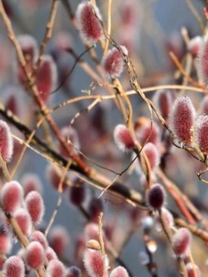 Mount Aso Japanese Pink Pussy Willow