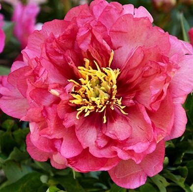 Julia Rose Itoh Peony