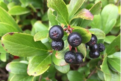 Dwarf Black Chokecherry
