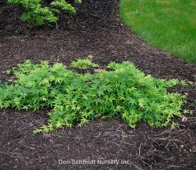 Ryu Sei Japanese Maple