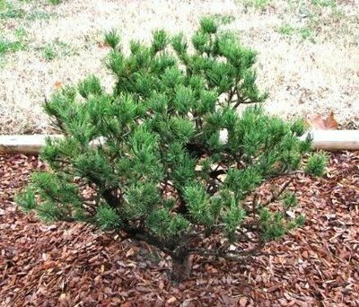 Spaan'S Dwarf Shore Pine