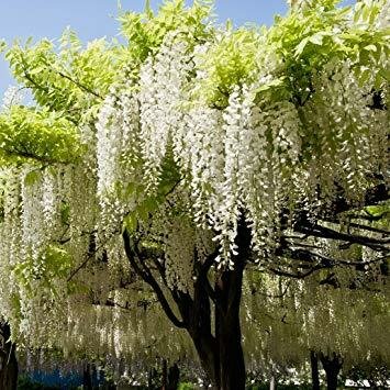 Shiro Kapitan Silky Wisteria