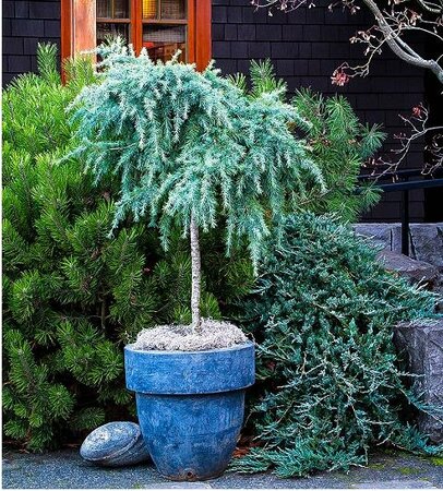 Divinely Blue Tree Form Deodar Cedar