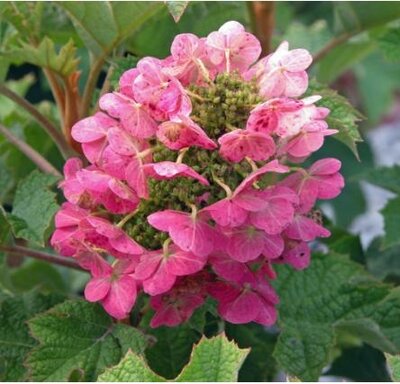 Ruby Slippers Oakleaf Hydrangea