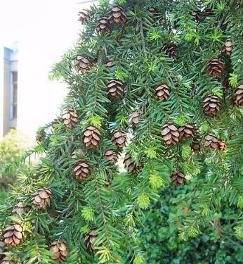 Weeping Western Hemlock