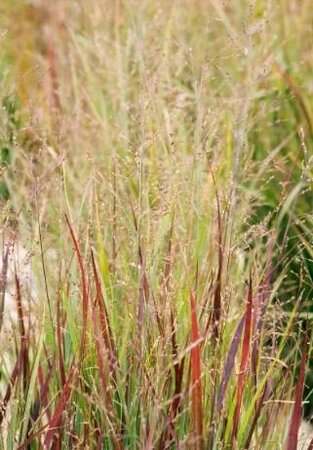 Heavy Metal Switch Grass