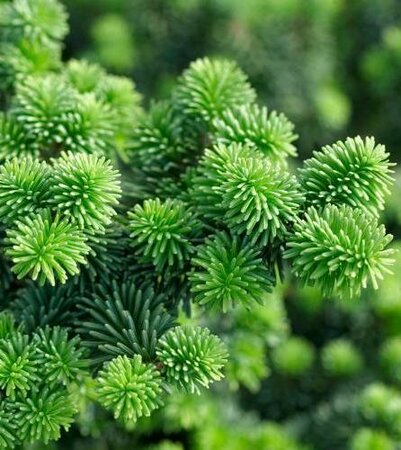 Dwarf Balsam Fir - image 1