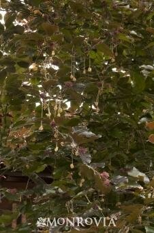 Rivers Purple Beech - image 2