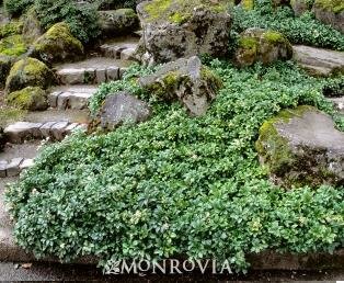Green Sheen Japanese Spurge