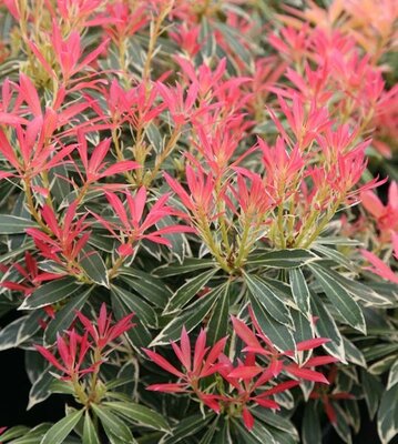 Flaming Silver Pieris