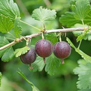 Black Velvet Gooseberry