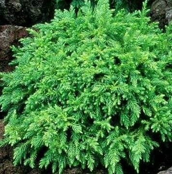 Koshyi Japanese Cedar