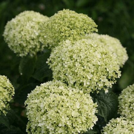 Invincibelle Limetta Hydrangea