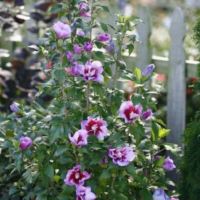 Purple Pillar Hibiscus