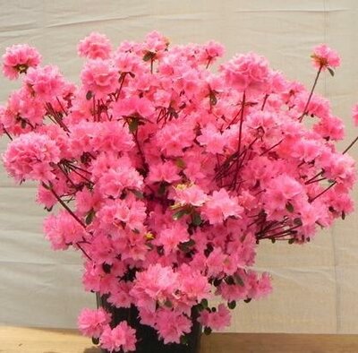 Blaauw's Pink Azalea - image 1