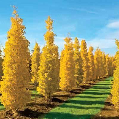 Gold Spire Ginkgo Tree