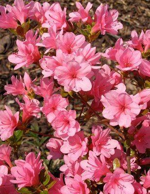Blaauw's Pink Azalea - image 2