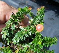 Hamilton Dwarf Cranberry