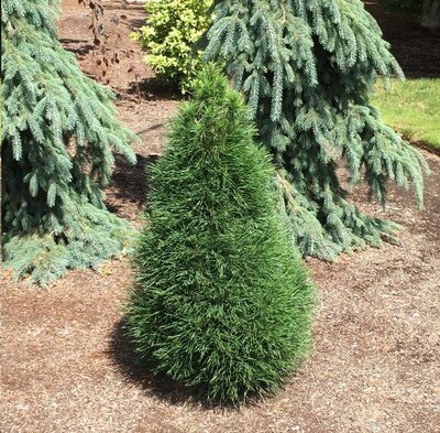 Green Penguin Dwarf Scots Pine