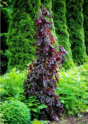Purple Fountain Beech