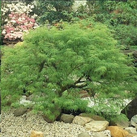 Viridis Weeping Japanese Maple