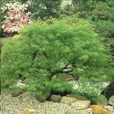 Viridis Weeping Japanese Maple