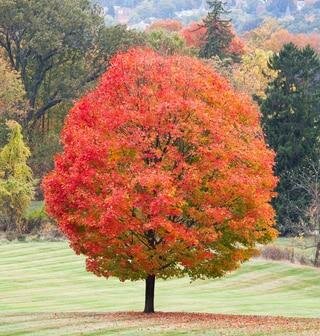 Sugar Maple