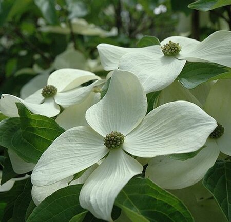Starlight Dogwood