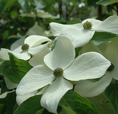 Starlight Dogwood