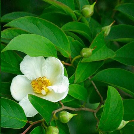 Japanese Stewartia