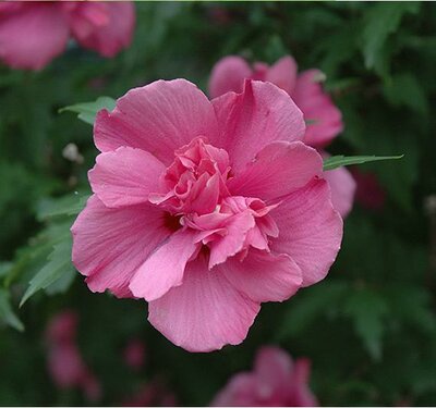Lucy Hardy Hibiscus