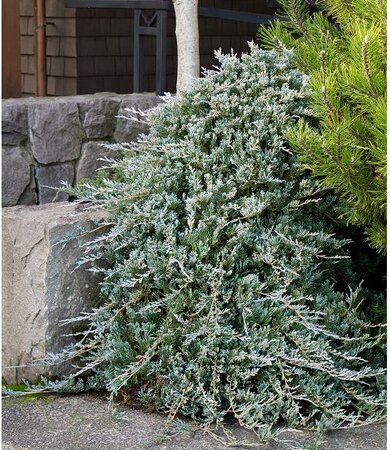 Wilton's Juniper Tree