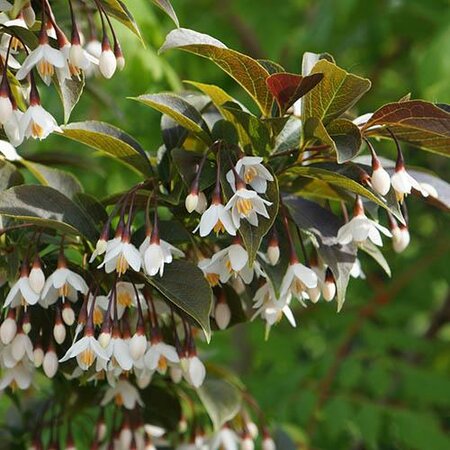 Evening Lights Japanese Snowbell