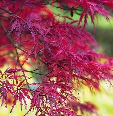 Inabe Shidare Japanese Maple