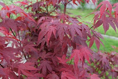Emperor One Japanese Maple