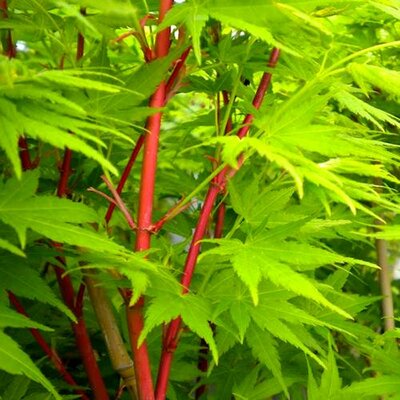 Coral Bark (Sango Kaku) Japanese Maple