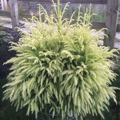 Sekkan-Sugi Golden Japanese Cedar