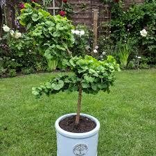 Troll Ginkgo Tree