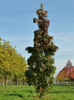 Slender Silhouette Sweetgum Tree