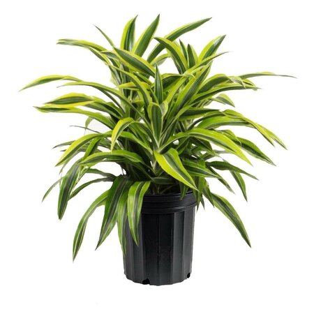 Dracaena Goldstar Bush