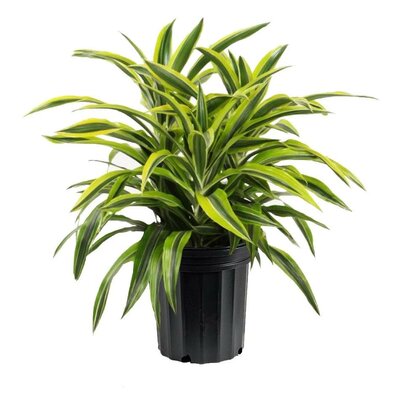 Dracaena Goldstar Bush
