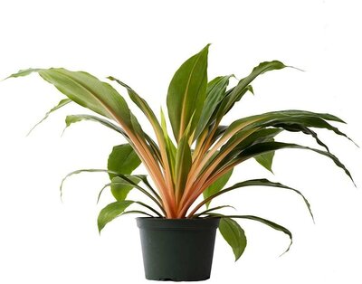 Fire Flash Spider Plant
