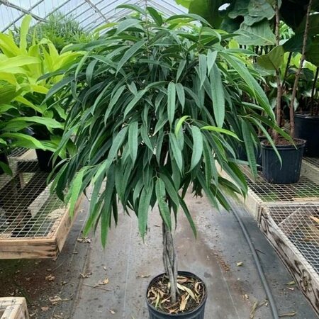 Ficus Alii Braid