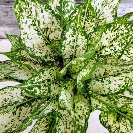 Chinese Evergreen Spring Snow