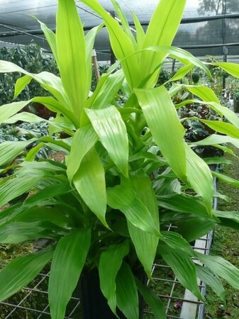 Dracaena Limelight