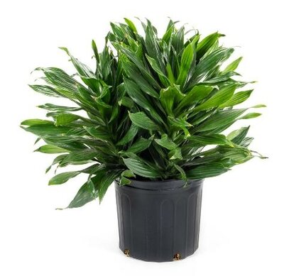 Dracaena Green Jewel