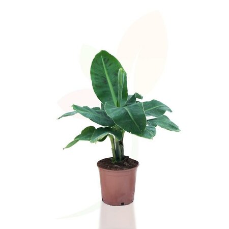 Banana Dwarf Cavendish
