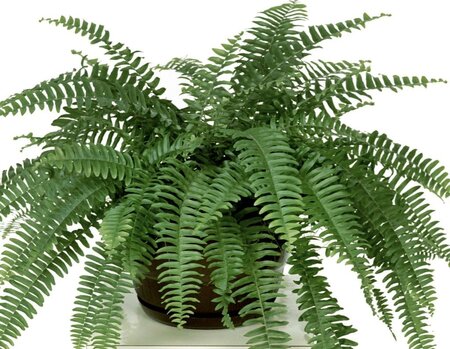 Boston Fern Nevada
