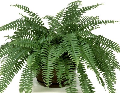 Boston Fern Nevada